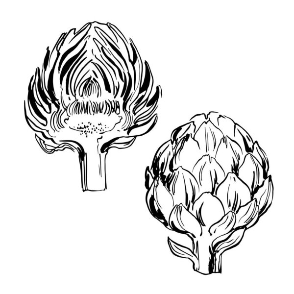 Артишок. Эскиз пищевых овощей по линии и акварели.