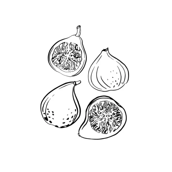 Fig. Des fruits. Croquis à l'encre de la nourriture par ligne sur fond blanc. — Image vectorielle