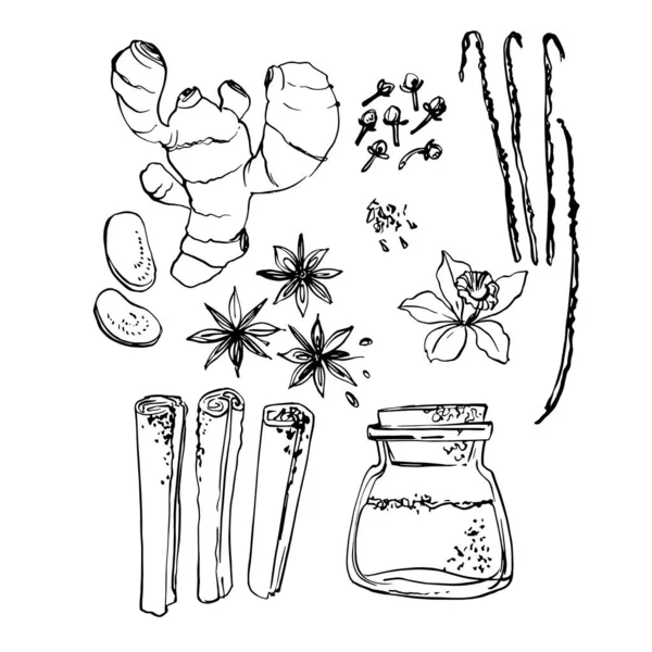 Kruid. Gember, anijs, kruidnagel, kaneel, vanille. Vector schets van voedsel in inkt op een witte achtergrond. — Stockvector