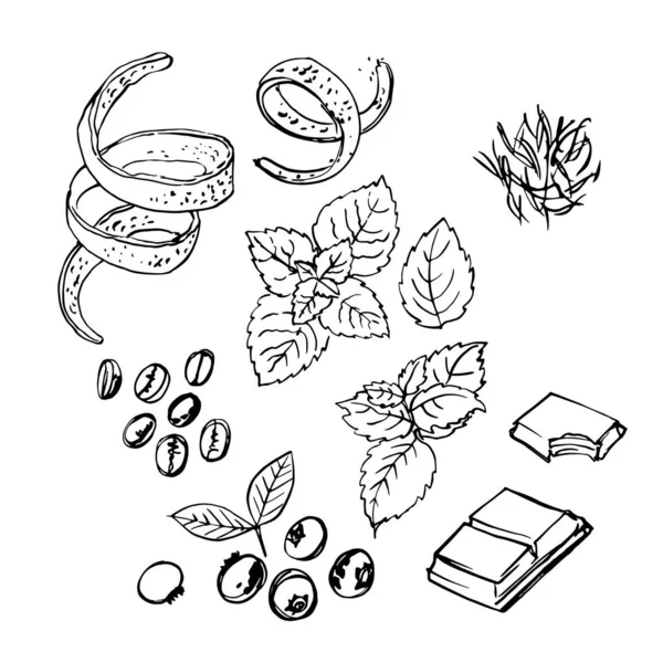 Especia. Ralladura de naranja, menta, chocolate, café, arándanos. Boceto vectorial de la comida en tinta sobre un fondo blanco. — Archivo Imágenes Vectoriales