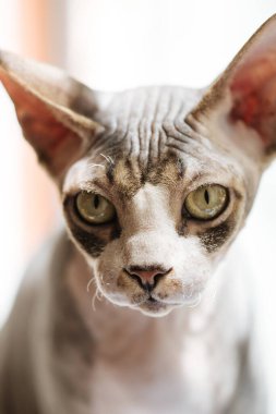 Sphynx kedisi kameraya bakıyor.