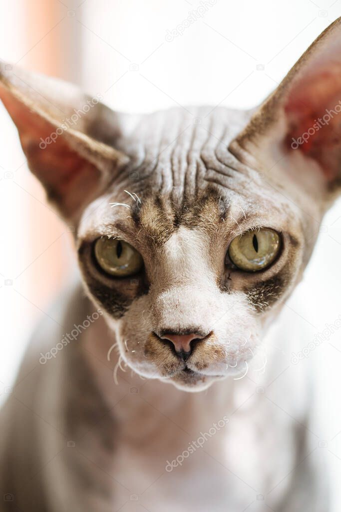 Sphynx cat looking in the camera