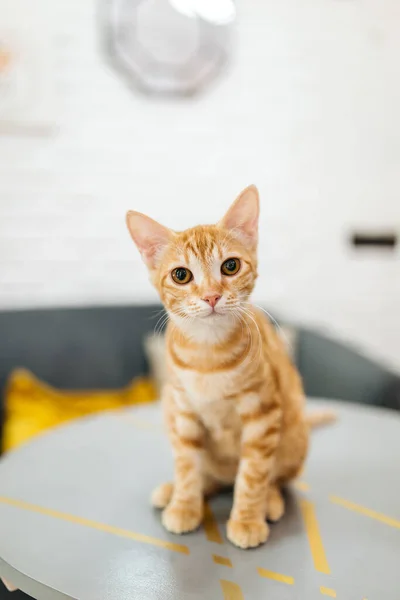 Ginger tekir kedisi kameraya bakıyor.