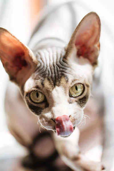 Retrato de um gato sphynx lambendo seus lábios — Fotografia de Stock