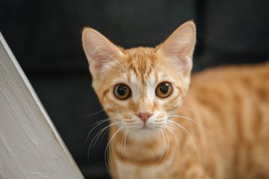 Meraklı zencefilli tekir kediye yakın çekim