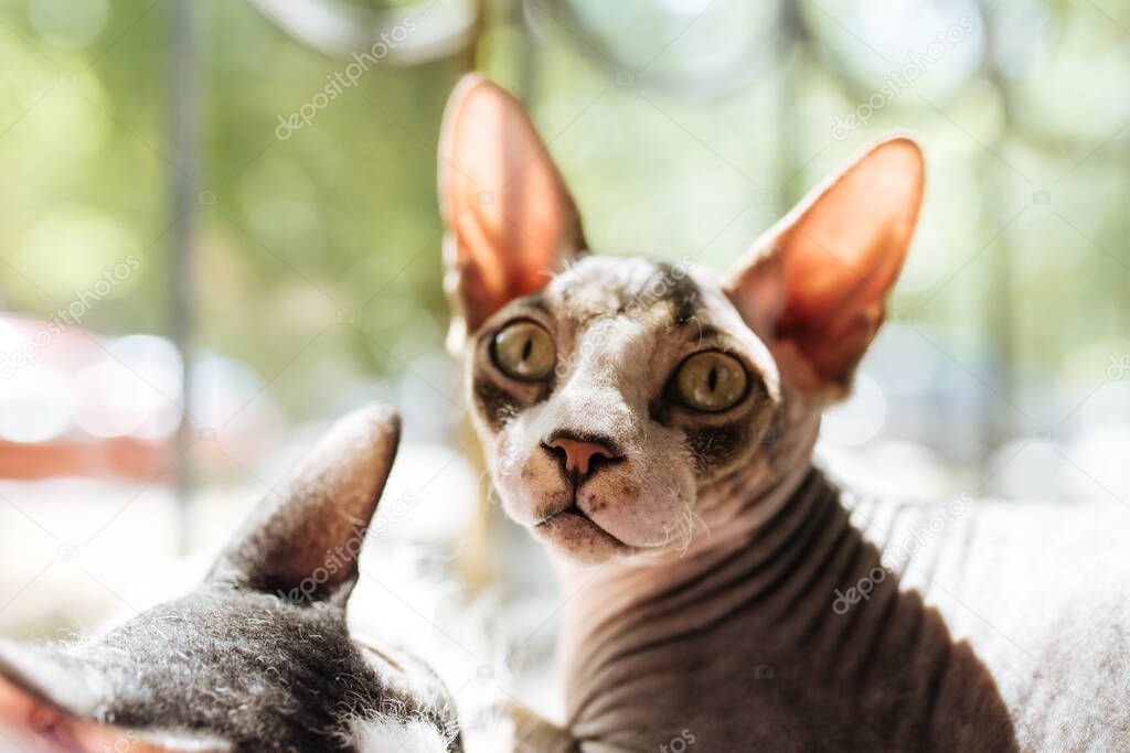 Sphynx cat looking in the camera