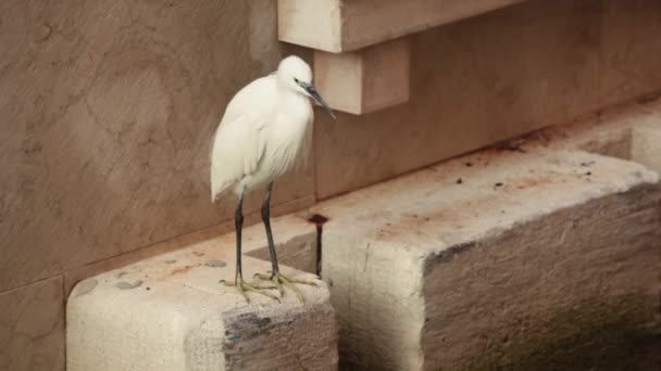 Pequena garça, wader, egret no fundo da cidade urbana — Vídeo de Stock