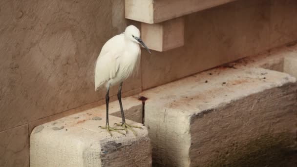 Kleine reiger, Wader, zilverreiger op stedelijke stads achtergrond Stockvideo's