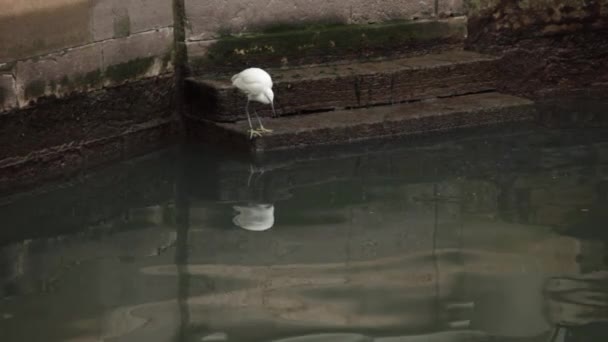 Λευκό πουλί κάθεται δίπλα στο νερό στη Βενετία — Αρχείο Βίντεο