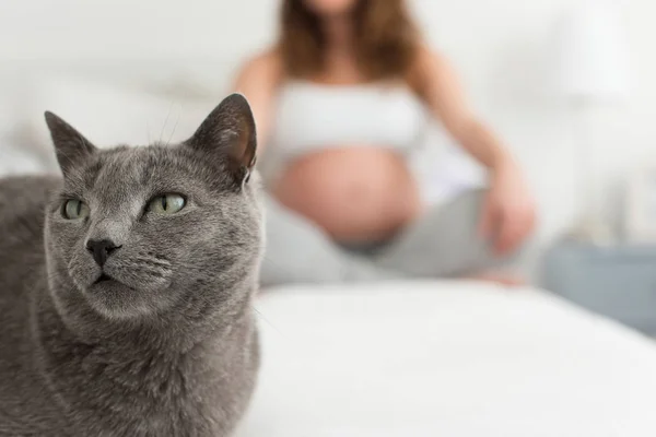 Cerca Gato Con Mujer Embarazada Fondo —  Fotos de Stock