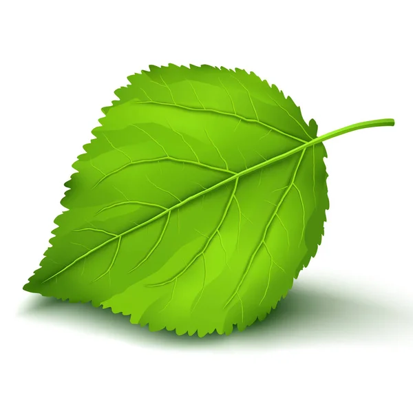 Свежий зеленый лист на белом фоне Стоковый вектор
