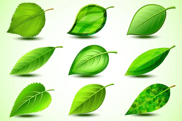 Conjunto de folhas verdes frescas isoladas sobre fundo branco — Vetor de Stock