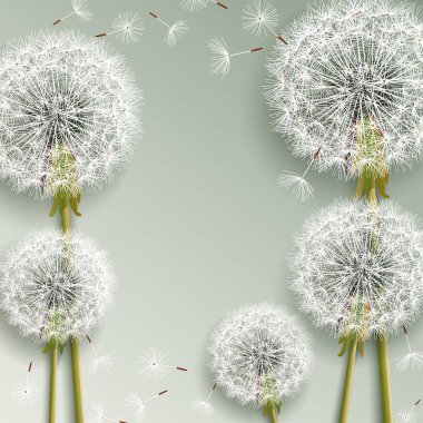 Beautiful grey background with dandelions blowing clipart