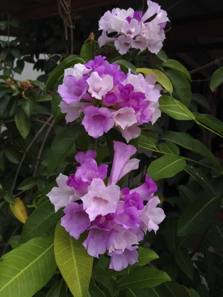 Light colored flowers in the garden.