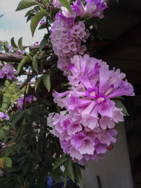Helle Blumen Garten — Stockfoto