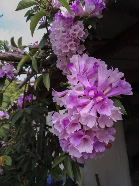 Light colored flowers in the garden.