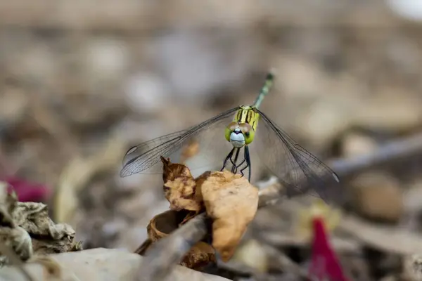 Gröna Dragonfly Torkade Gren — Stockfoto