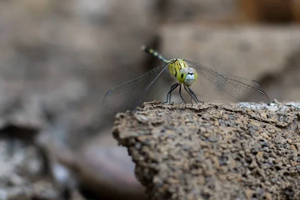 Groene Dragonfly Een Gedroogde Tak — Stockfoto