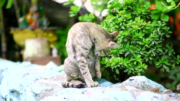 Γάτες Γλείφει Γούνα Τους — Αρχείο Βίντεο