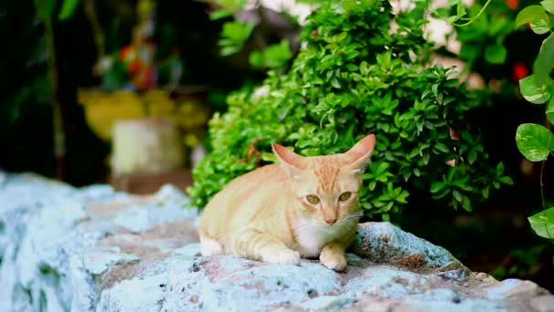 Los Gatos Están Cuclillas Tailandia — Vídeo de stock