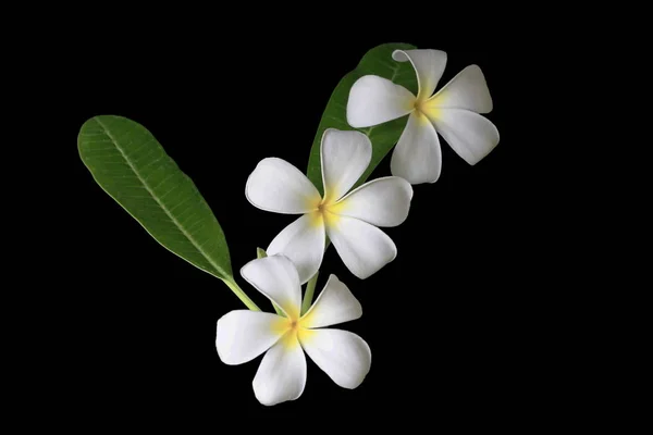 Plumeria Flores Fundo Preto — Fotografia de Stock