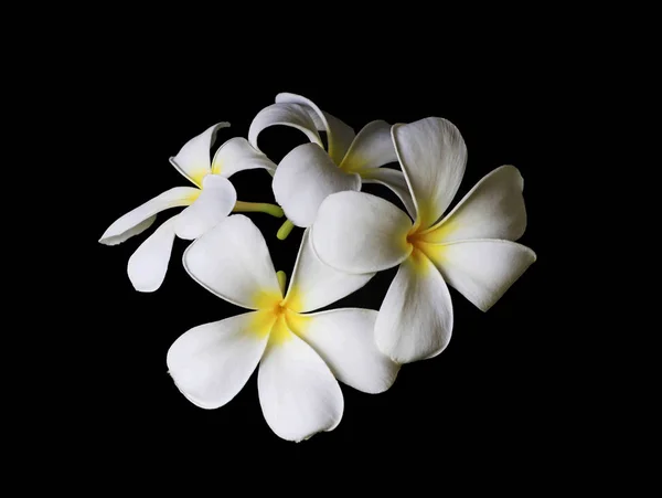 Plumeria Flores Fundo Preto — Fotografia de Stock