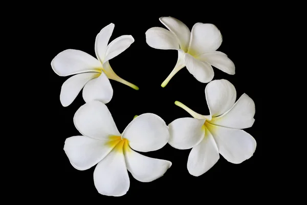 Plumeria Flores Fundo Preto — Fotografia de Stock