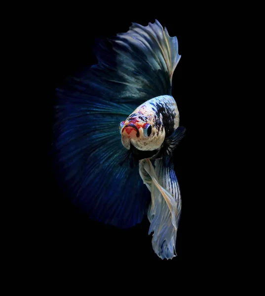 魚との戦い 美しい魚 カラフルな魚の黒い背景にシャムの戦い — ストック写真