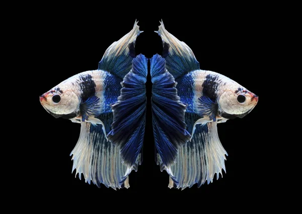 싸우는 물고기 물고기 다채로운 물고기에 — 스톡 사진