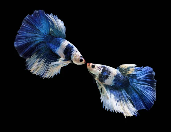 Fish fighting, beautiful fish, colorful fish fighting Siam, on a black background.