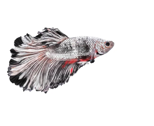 美丽的鱼 美丽的颜色战斗的鱼暹罗 白色背景 — 图库照片