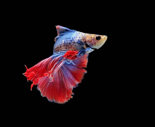 Fighting Fish Beautiful Fish Beautiful Color Fighting Fish Siam Black — Stock Photo, Image