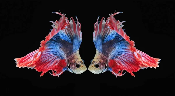물고기 물고기 물고기 — 스톡 사진
