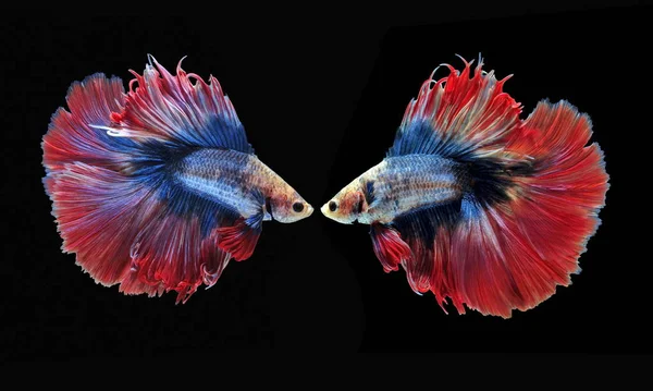 Боевая Рыба Красивая Рыба Красивый Цвет Боевой Рыбы Сиам Черный — стоковое фото