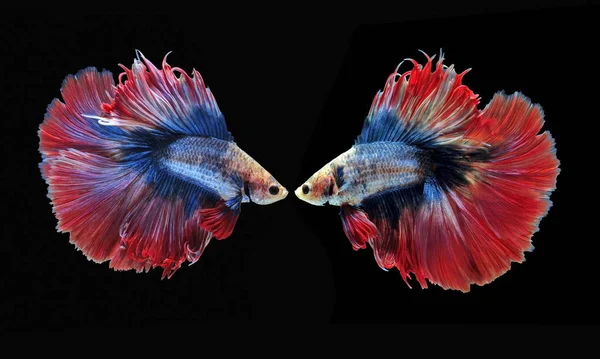 Fighting fish, beautiful fish, beautiful color fighting fish Siam, black background.