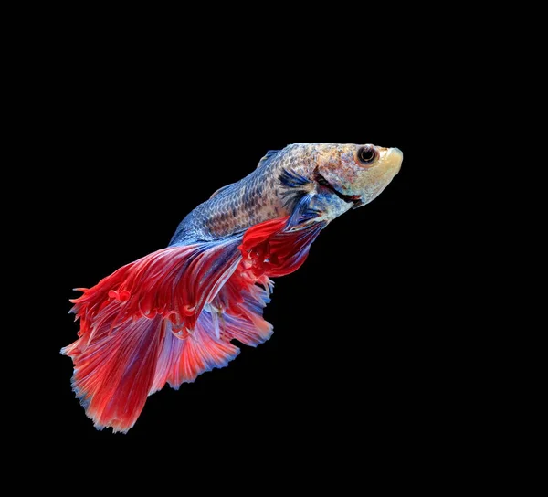 Fighting Fish Beautiful Fish Beautiful Color Fighting Fish Siam Black — Stock Photo, Image