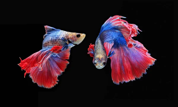 Fighting fish, beautiful fish, beautiful color fighting fish Siam, black background.