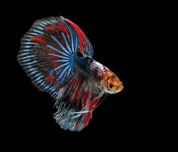 Kampffisch Schöner Fisch Schöne Farbe Kampffisch Siam Schwarzer Hintergrund — Stockfoto