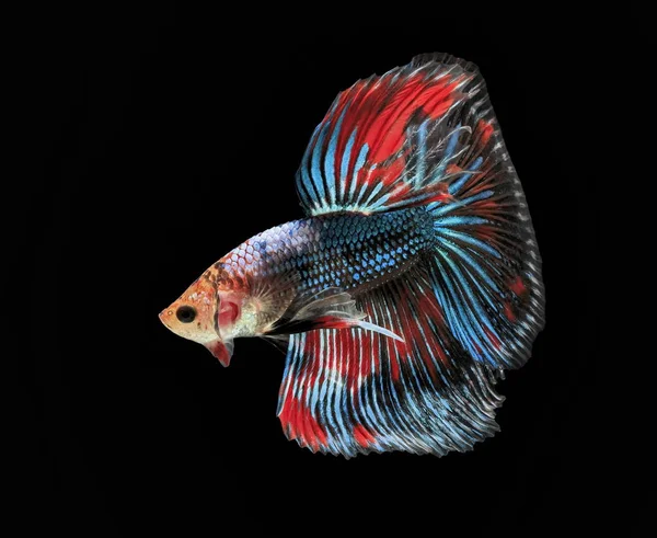 美しい魚 美しい色の魚サイアム 黒背景の戦いの戦い — ストック写真