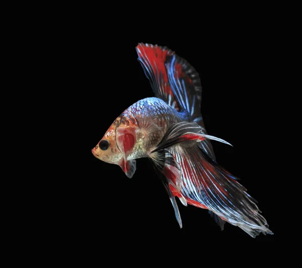 Fighting fish, beautiful fish, beautiful color fighting fish Siam, black background.