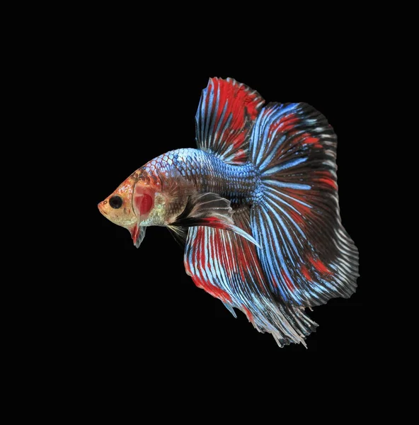 Kampffisch Schöner Fisch Schöne Farbe Kampffisch Siam Schwarzer Hintergrund — Stockfoto