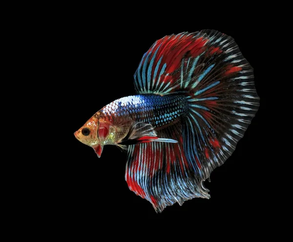 Dövüş Balık Güzel Balık Güzel Renk Dövüş Balık Siam Siyah — Stok fotoğraf