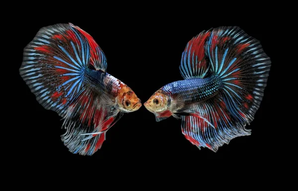 Fighting fish, beautiful fish, beautiful color fighting fish Siam, black background.