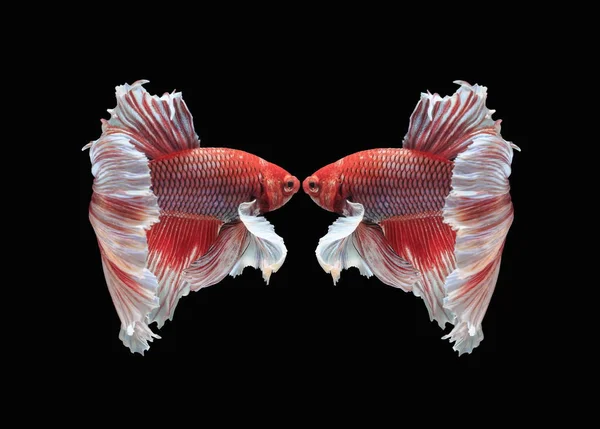 싸우는 물고기 물고기 다채로운 물고기 화려한 — 스톡 사진