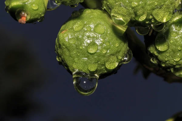 Water Droplets Surface Fruits — Stock Photo, Image