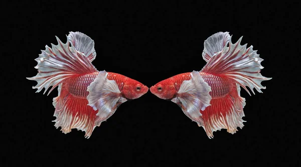 Рыбные Бои Красивая Рыба Красочные Рыбные Бои Сиам Красочный Хвост — стоковое фото