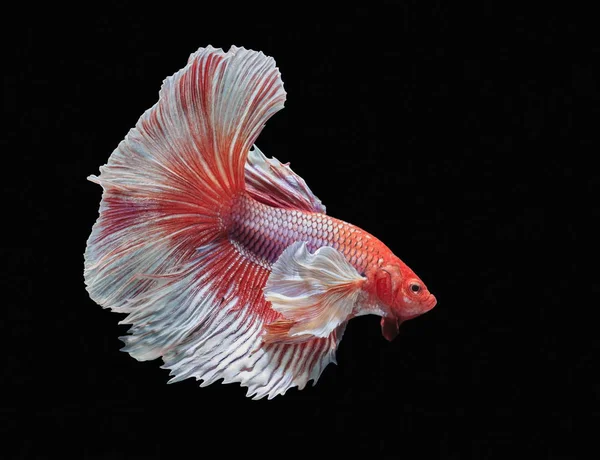 Fish fighting, beautiful fish, colorful fish fighting Siam, colorful tail, prominent action, good posture.