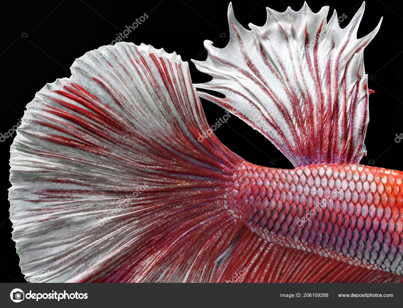 Fish Fighting Beautiful Fish Colorful Fish Fighting Siam Colorful Tail —  Stock Photo © raluephoto #206109288