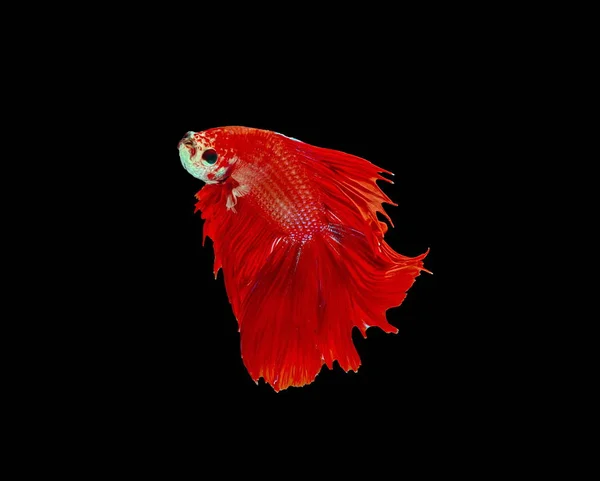 Fighting Fish Red Fish Black Background Color Siamese Fighting Fish — Stock Photo, Image