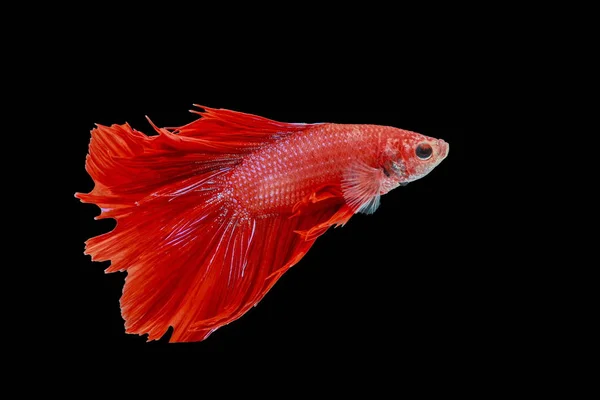 Kampffisch Roter Fisch Auf Schwarzem Hintergrund Siamesischer Kampffisch — Stockfoto